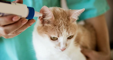 Pet Ear Drops Manufacturer Selection Guide R&D Capability & OEM Support